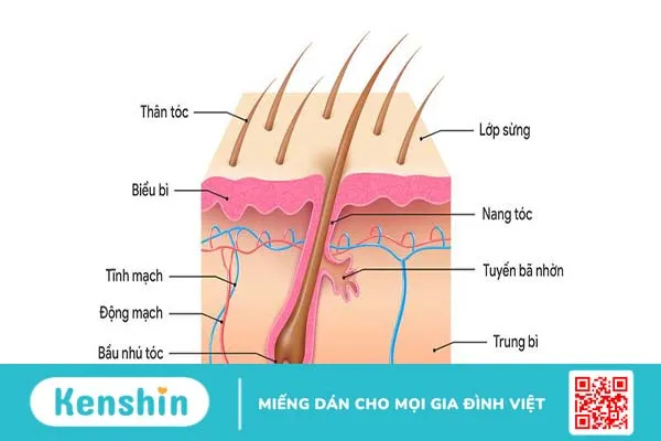 Chu kỳ tăng trưởng tóc diễn ra như thế nào? 2