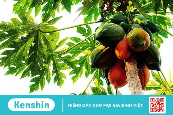 Chữa bệnh trĩ bằng đu đủ hiệu quả tại nhà 1