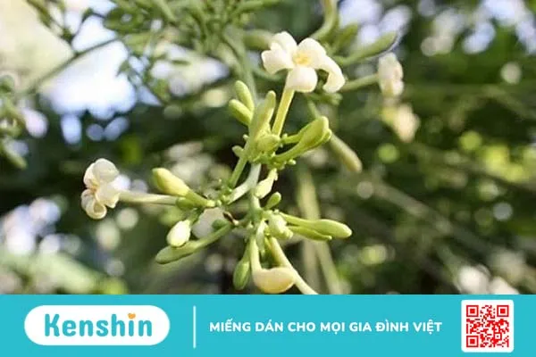 Chữa bệnh trĩ bằng đu đủ hiệu quả tại nhà 3