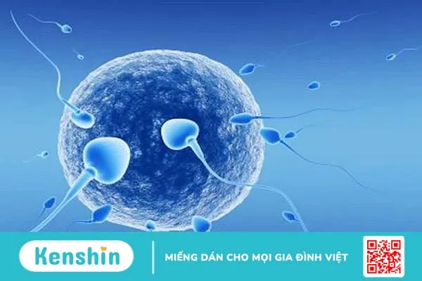 Có nên áp dụng thụ tinh ống nghiệm sinh đôi không 2