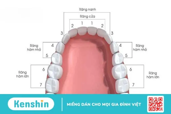 Con người có bao nhiêu cái răng? Phân loại và cấu tạo răng người 3