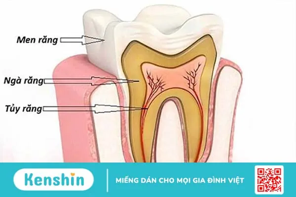 Con người có bao nhiêu cái răng? Phân loại và cấu tạo răng người 2