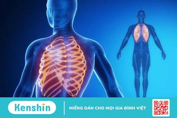 Con người có bao nhiêu xương sườn? 4