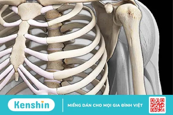 Con người có bao nhiêu xương sườn? 1