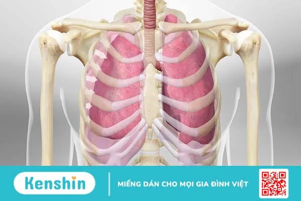 Con người có bao nhiêu xương sườn? 3