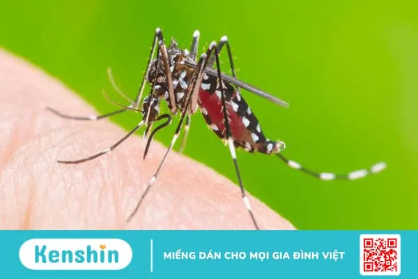 Công nghệ sinh học: Giải pháp mới khống chế sốt xuất huyết 1