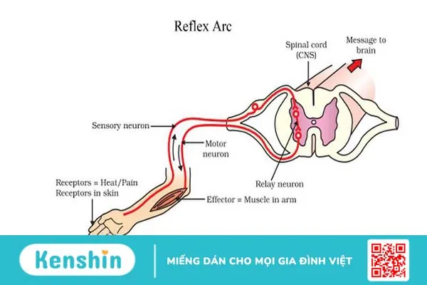 Cung phản xạ là gì? Ví dụ và ứng dụng của cung phản xạ trong cuộc sống 1