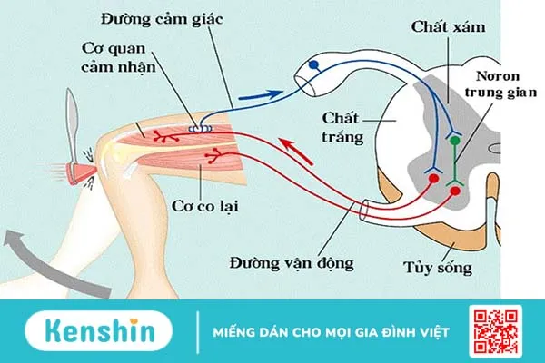 Cung phản xạ là gì? Ví dụ và ứng dụng của cung phản xạ trong cuộc sống 4