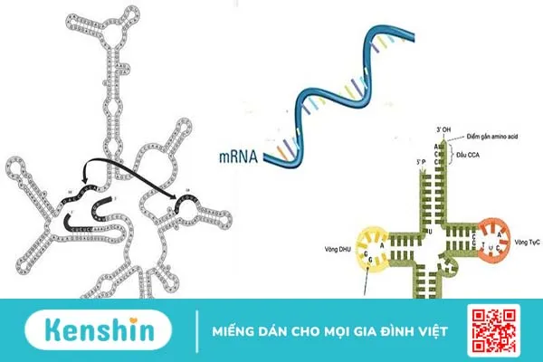 dac-diem-chung-cua-dna-va-rna-la-gi-co-su-khac-biet-nao-hay-khong 2