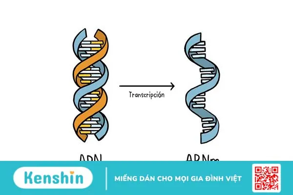 dac-diem-chung-cua-dna-va-rna-la-gi-co-su-khac-biet-nao-hay-khong 3