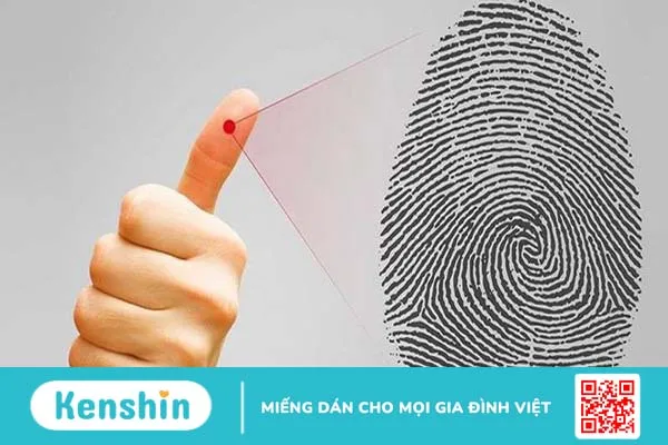 Dấu vân tay có di truyền không? Quá trình hình thành vân tay 1