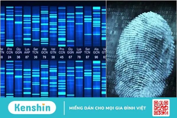 Dấu vân tay DNA là gì? 1