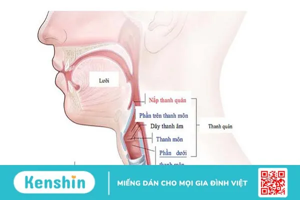 Dây thanh quản là gì? Dây thanh quản nằm ở đâu? 1