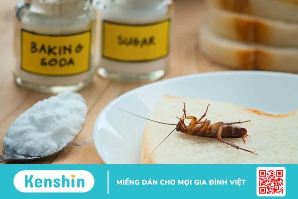 Diệt gián bằng baking soda và những điều cần biết 2