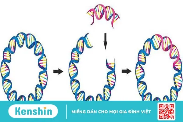 dna-tai-to-hop-la-gi-y-nghia-cua-dna-tai-to-hop-trong-y-hoc 1