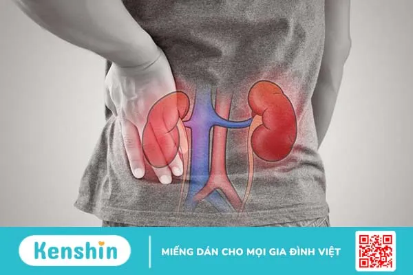 Độ echogen thận kém hơn gan là sao? 1