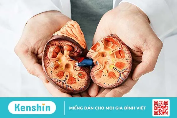 Độ echogen thận kém hơn gan là sao? 2