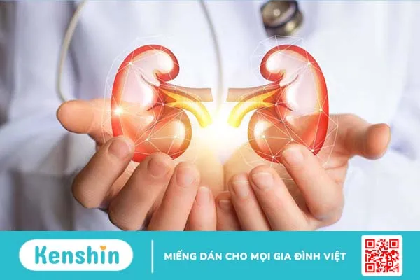 Độ echogen thận kém hơn gan là sao? 3