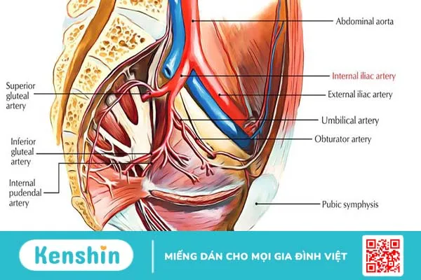 Động mạch chậu: Cấu trúc, chức năng và các bệnh lý thường gặp 1