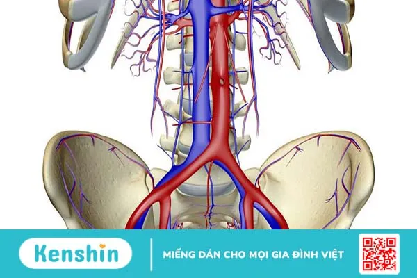 Động mạch chậu: Cấu trúc, chức năng và các bệnh lý thường gặp