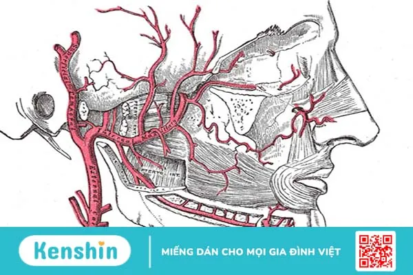 Động mạch hàm trên là gì? Chức năng của động mạch hàm trên đối với con người 1