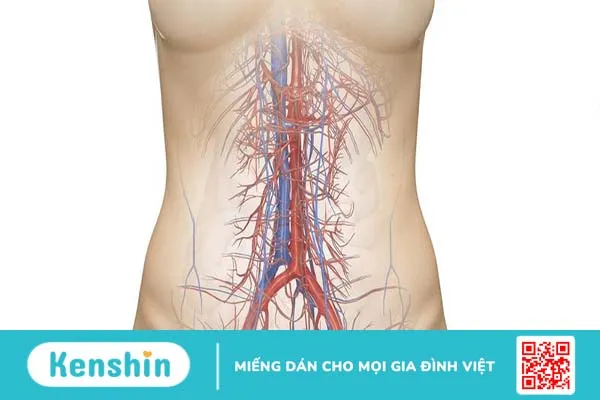 Động mạch thân tạng là gì? Tìm hiểu về phình động mạch thân tạng 1