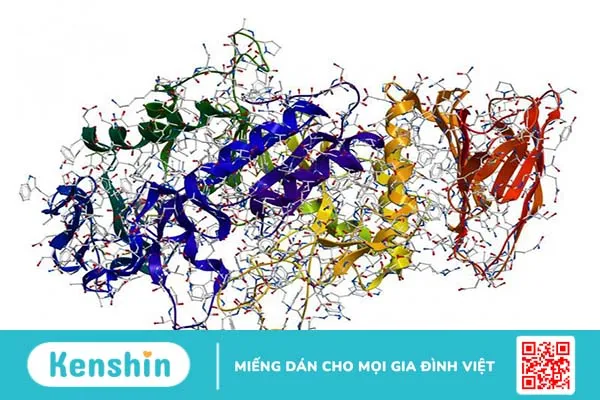 Enzyme trypsin là gì? Nó có vai trò như thế nào trong cơ thể? 2