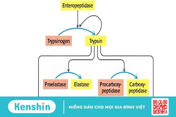 Enzyme trypsin là gì? Nó có vai trò như thế nào trong cơ thể? 3