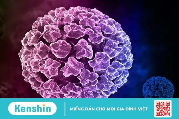 Gel đặt âm đạo Papilocare - trợ thủ đắc lực hỗ trợ điều trị HPV 1