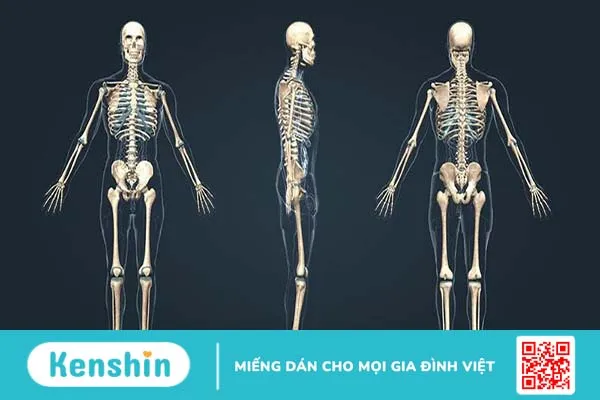 Giải đáp: Con người có bao nhiêu xương? 1