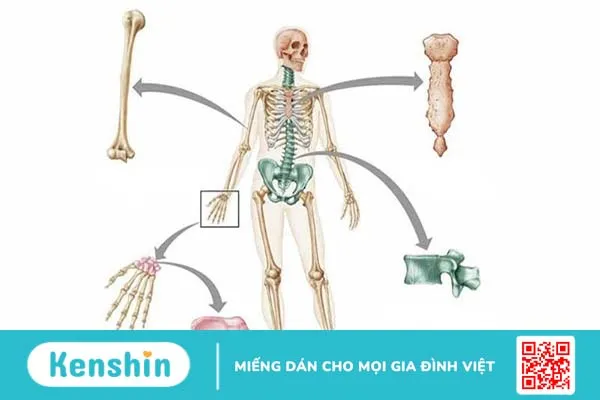 Giải đáp: Con người có bao nhiêu xương? 2