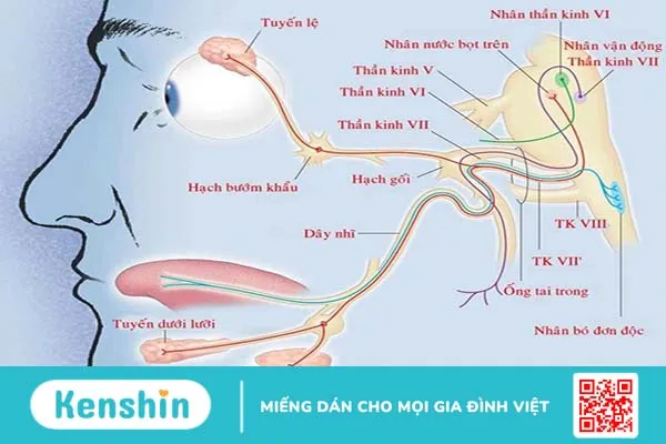 Nguyên nhân gây liệt dây thần kinh số 7