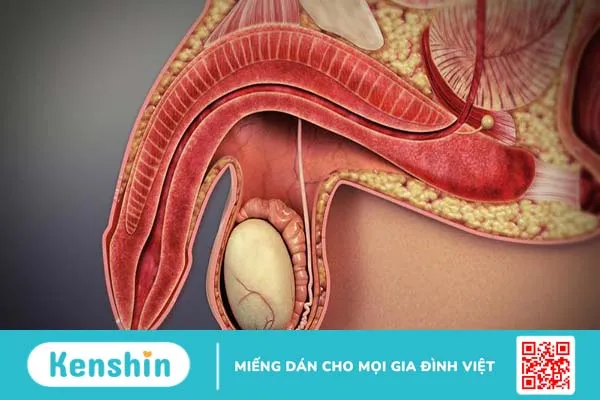 Giải phẫu dương vật và một số bệnh thường gặp ở dương vật của nam giới 1