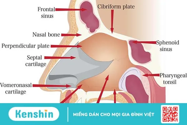 Giải phẫu mũi và các bệnh về mũi thường gặp 1