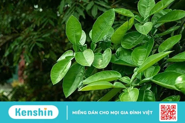 Gội đầu bằng lá bưởi có tác dụng gì? Gội sao cho đúng cách 1