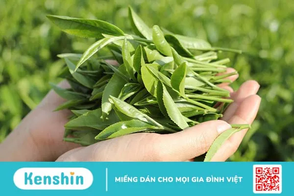 Gợi ý một số cách chữa bệnh trĩ tại nhà bằng phương pháp tự nhiên, an toàn 3