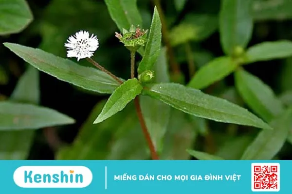 Gợi ý một số phương pháp dùng thuốc nam trị bệnh trĩ 3