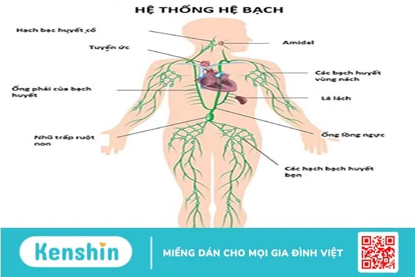 Hạch ở cổ trẻ em là gì? Nổi hạch ở cổ trẻ em có nguy hiểm hay không? 1