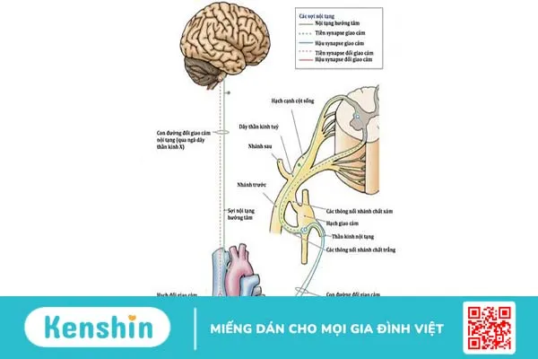 Hạch thần kinh giao cảm và mối liên hệ của triệu chứng đổ mồ cơ thể 1