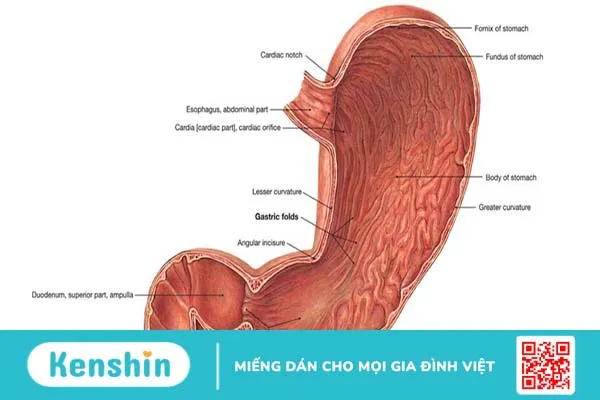 Cấu tạo của hành tá tràng như thế nào? Các bệnh lý có liên quan đến hành tá tràng 1