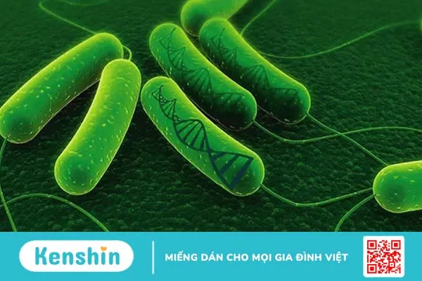 Helicobacter pylori Ag test nhanh là gì? Các phương pháp xét nghiệm phổ biến nhất 1