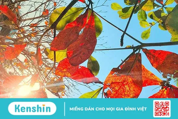 Hướng dẫn các cách chữa bệnh trĩ bằng lá bàng 1