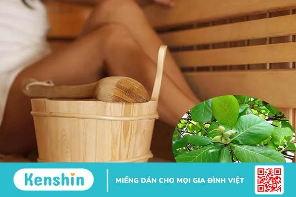 Hướng dẫn các cách chữa bệnh trĩ bằng lá bàng 2