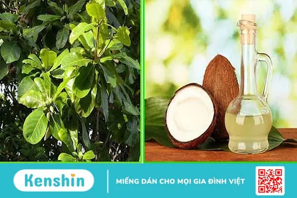 Hướng dẫn các cách chữa bệnh trĩ bằng lá bàng 4