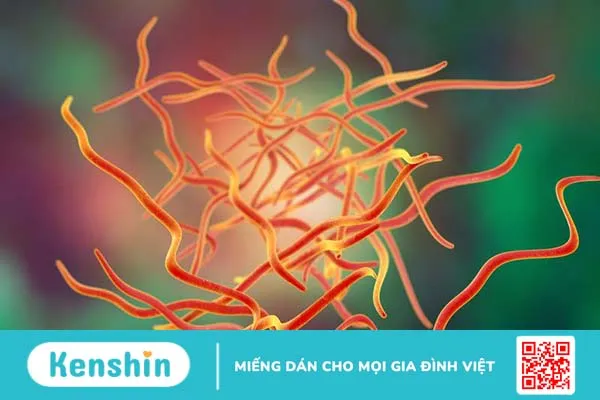 Hướng dẫn cách bắt giun kim ở bộ phận sinh dục nữ 1