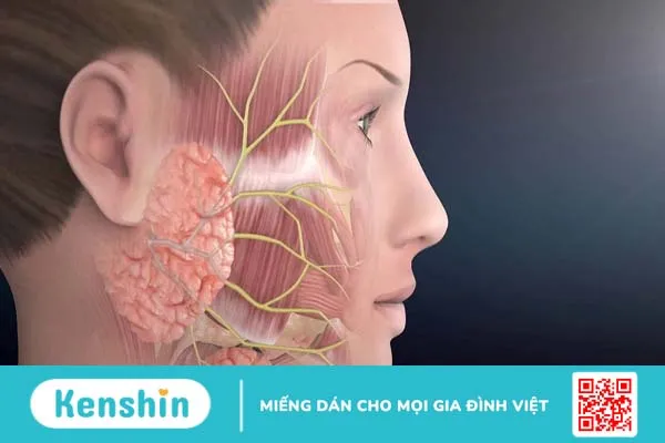 Nguyên nhân của bệnh liệt dây thần kinh số 7 ngoại biên