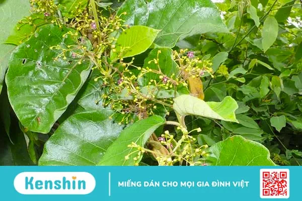 Lá hà thủ ô cũng được sử dụng để đun nước tắm và rửa để chữa lở ngứa hàng ngày