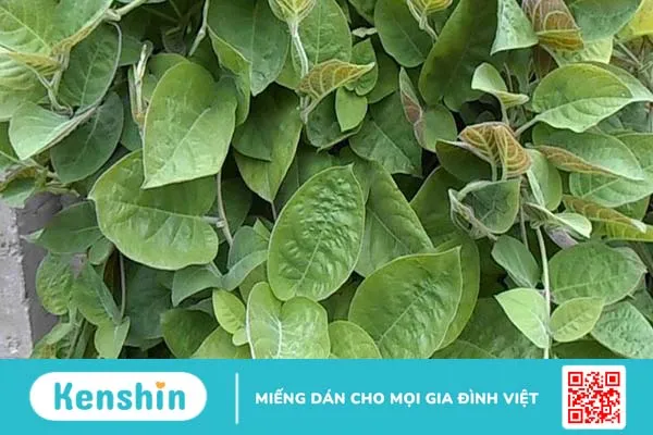 Dùng lá mơ chữa hội chứng ruột kích thích đơn giản mà hiệu quả-1