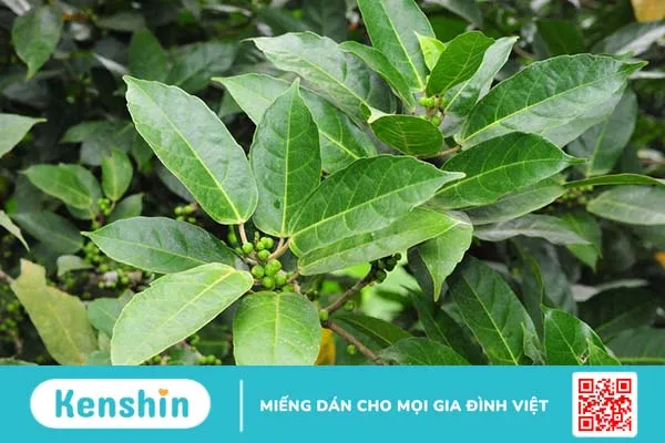 Liệt kê một số cách dùng lá ngái chữa bệnh trĩ 3