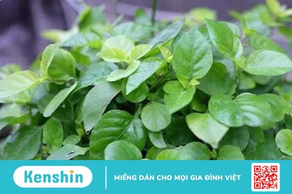 Rau ngót nhật và những lợi ích nó mang lại 1